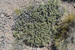 Adesmia echinus (Adesmia echinus)
