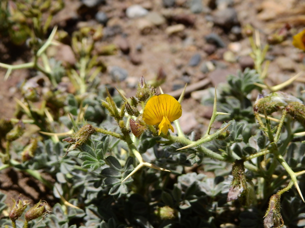 Adesmia echinus (Adesmia echinus)