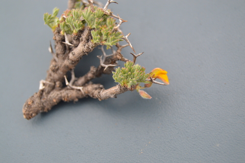 Adesmia echinus (Adesmia echinus)