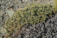 Adesmia echinus (Adesmia echinus)