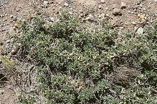 Adesmia echinus: Adesmia echinus , Hülsenfrüchtler (Fabaceae), Schmetterlingsblütler (Faboideae) - Argentinien/Argentina, Paso de Uspallata, W Puente del Inca, ca. 2800 m s.m.