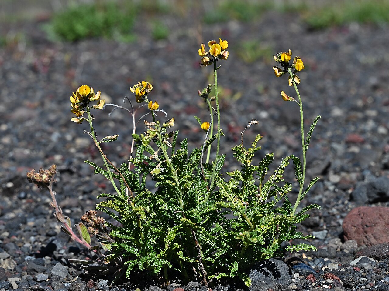 Adesmia emarginata: Adesmia emarginata in Reserva Malalcahuello at Centro de Ski Corralco, Araukania