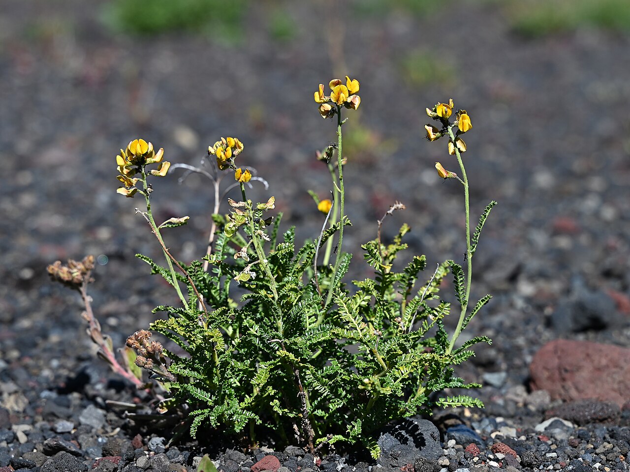 Adesmia emarginata: Adesmia emarginata in Reserva Malalcahuello at Centro de Ski Corralco, Araukania
