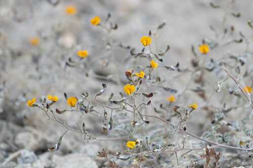 Adesmia exilis (Adesmia exilis)