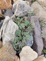 Adesmia exilis (Adesmia exilis)