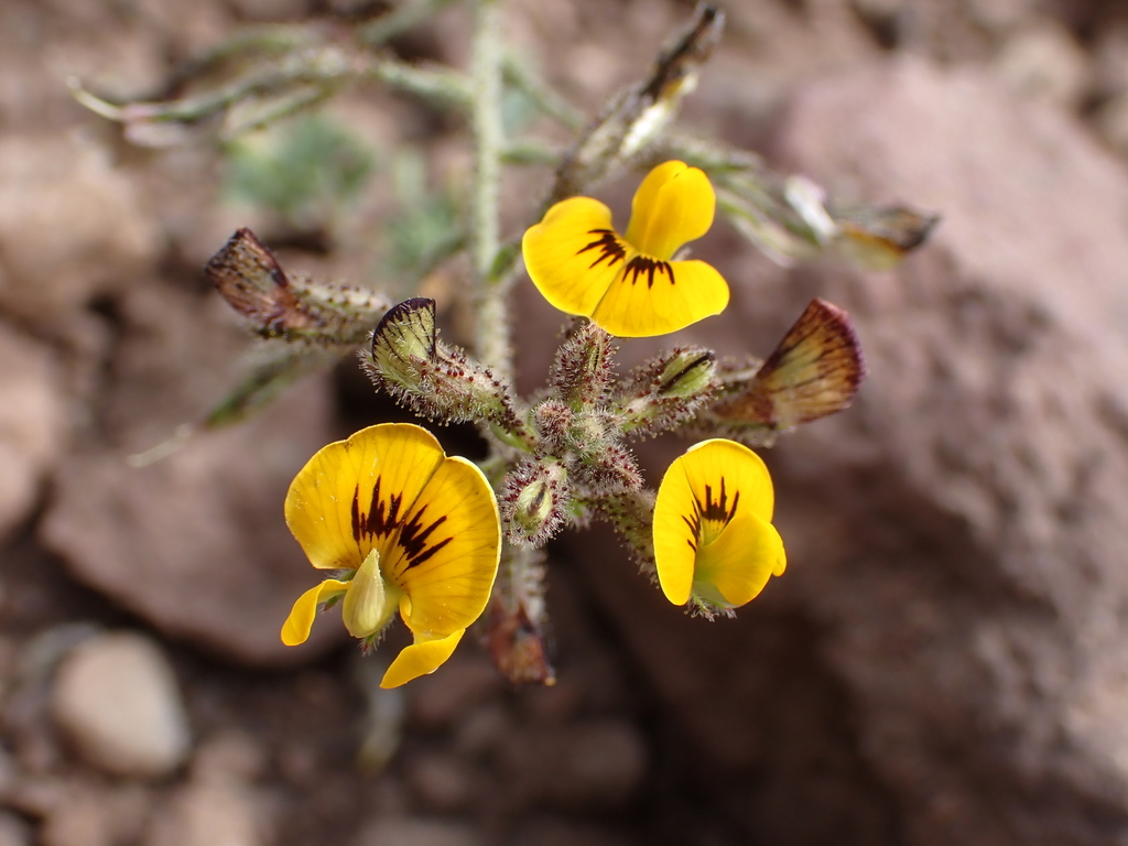 Adesmia exilis (Adesmia exilis)