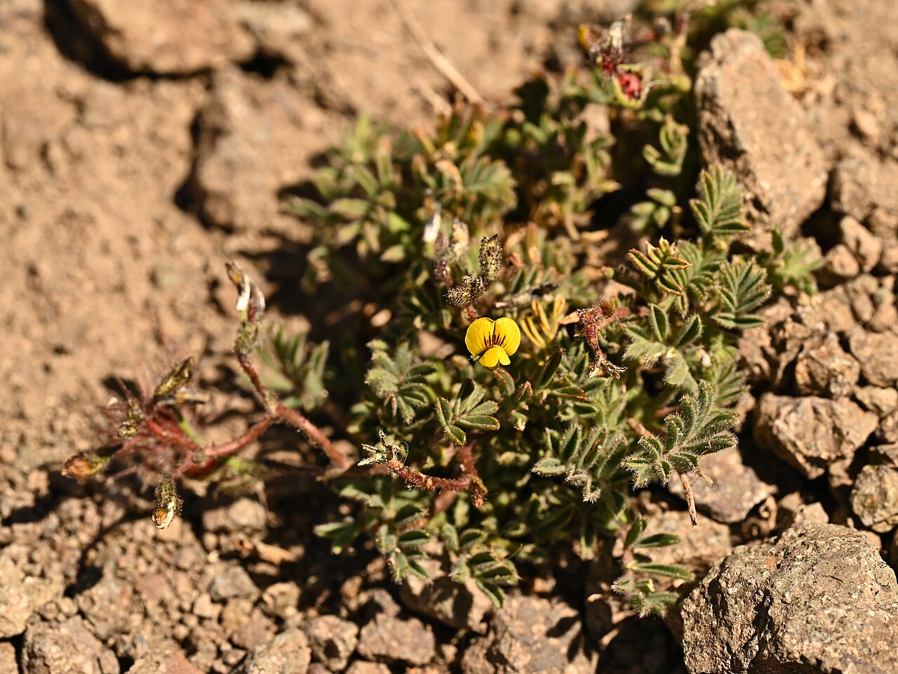 Adesmia exilis: Adesmia exilis in La Parva in Region Metropolitana de Santiago, Chile