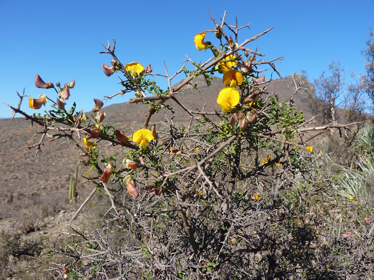 Pahuen: nótese las espinas y ramillas dicotómicas, para diferenciar esta especie de Adesmia confusa