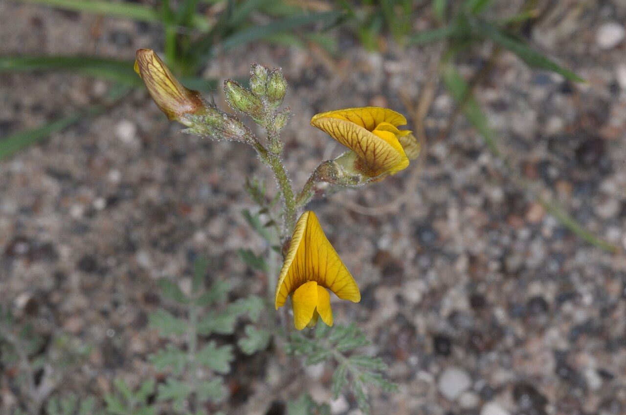Adesmia muricata: Adesmia muricata in Argentina