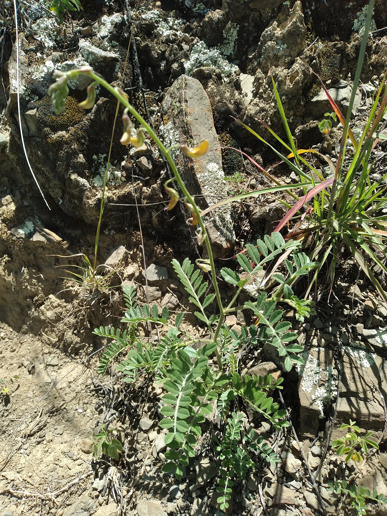 Adesmia muricata: Adesmia muricata in Bolivia