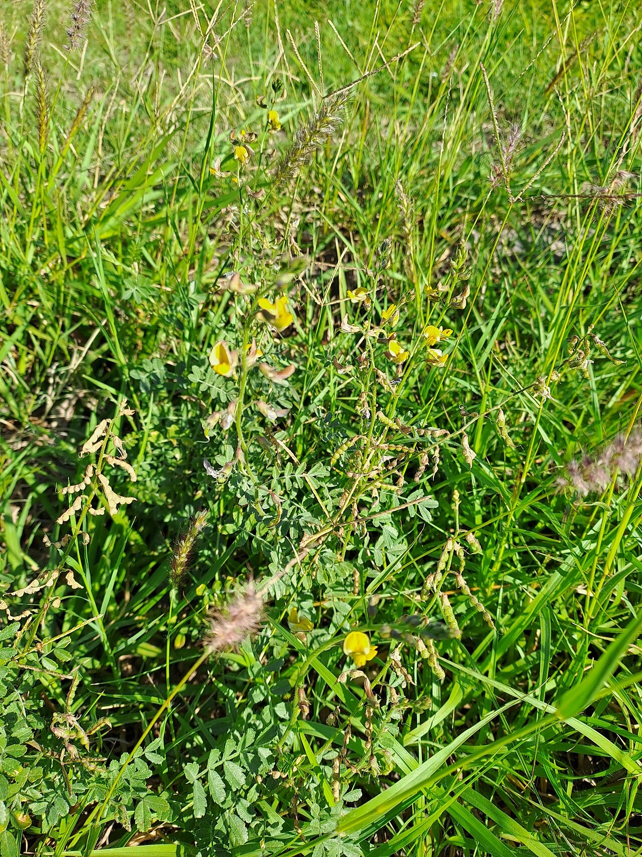 Adesmia muricata: Adesmia muricata in Argentina