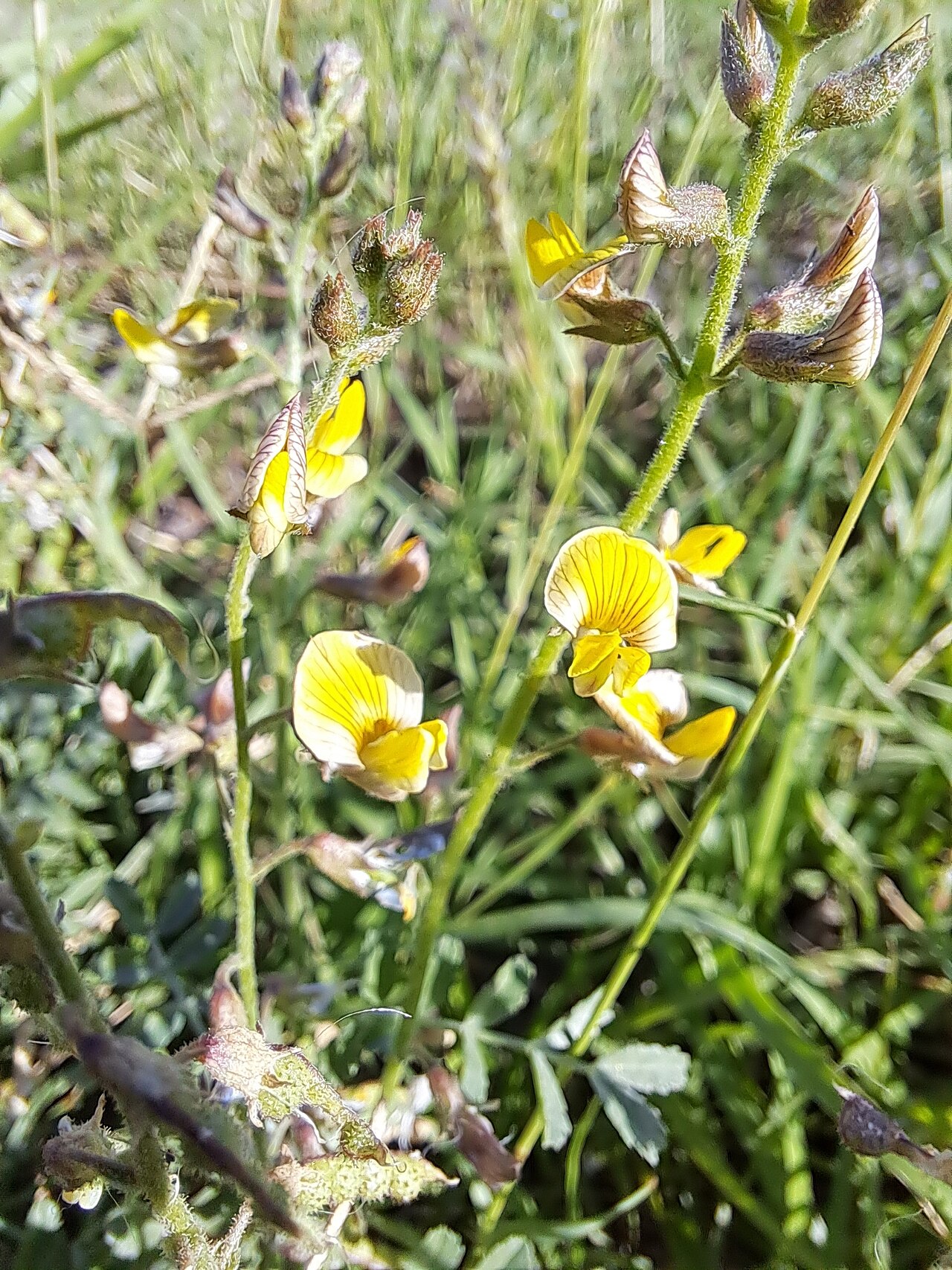 Adesmia muricata: Adesmia muricata in Argentina