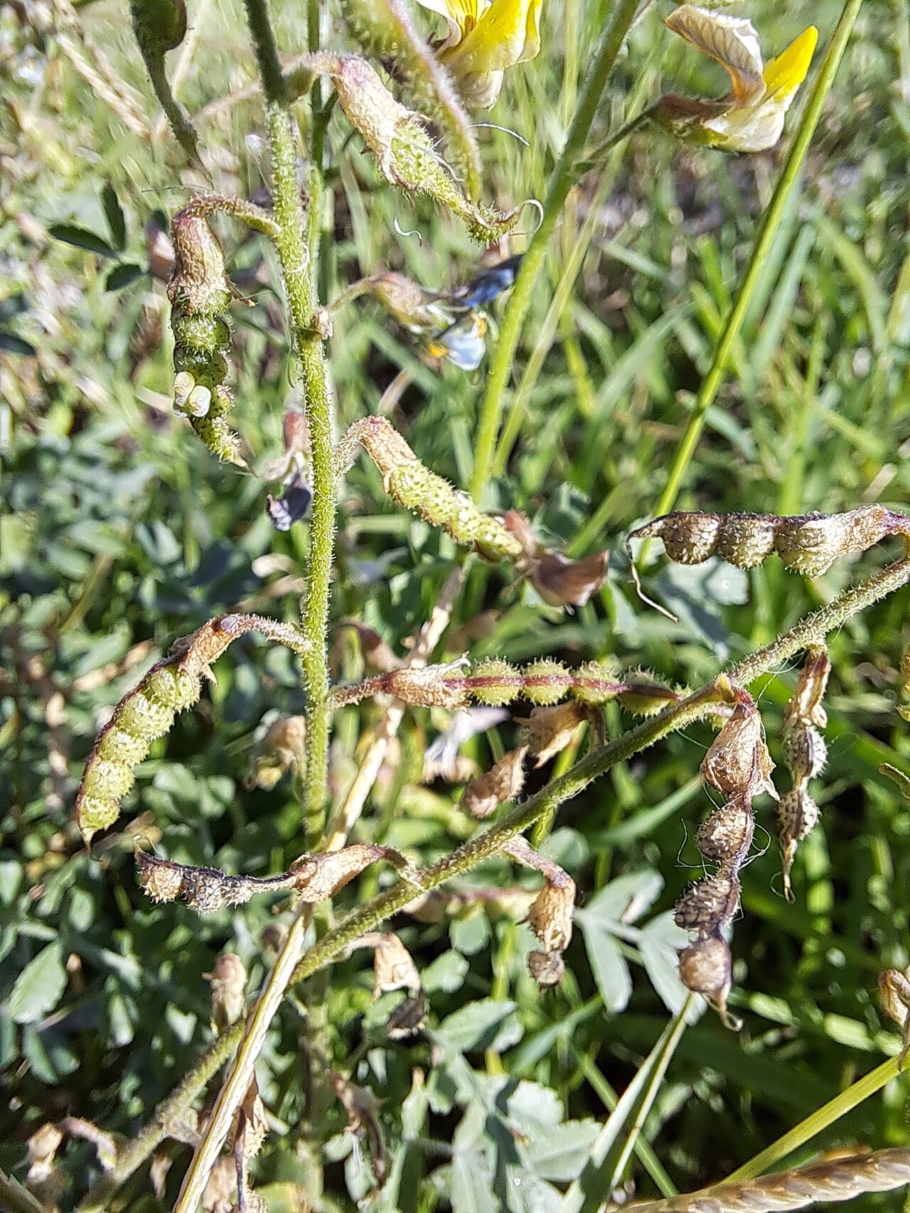 Adesmia muricata: Adesmia muricata in Argentina