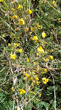 Adesmia muricata: Adesmia muricata in Uruguay