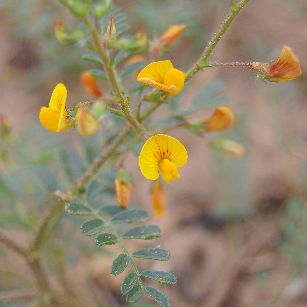 Adesmia muricata: Adesmia muricata in Brazil