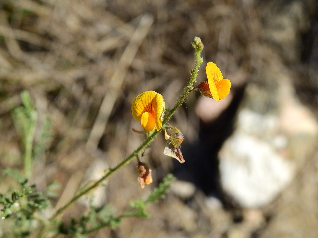 Adesmia muricata: Adesmia muricata in Argentina