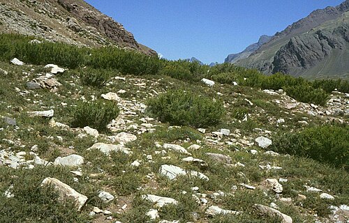 Adesmia pinifolia: Adesmia pinifolia , Hülsenfrüchtler (Fabaceae), Schmetterlingsblütler (Faboideae) - Argentinien/Argentina, Paso de Uspallata, Puente del Inca, ca. 2700 m s.m.