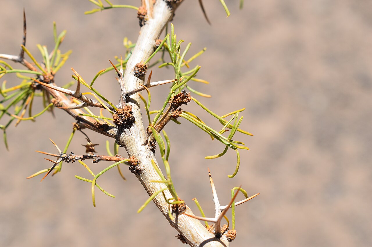 Adesmia pinifolia: detalle hojas. Especie endemica de la Región Metropolitana y Valparaíso. Cordillera de Los Andes sobre 2700 m.s.n.m.