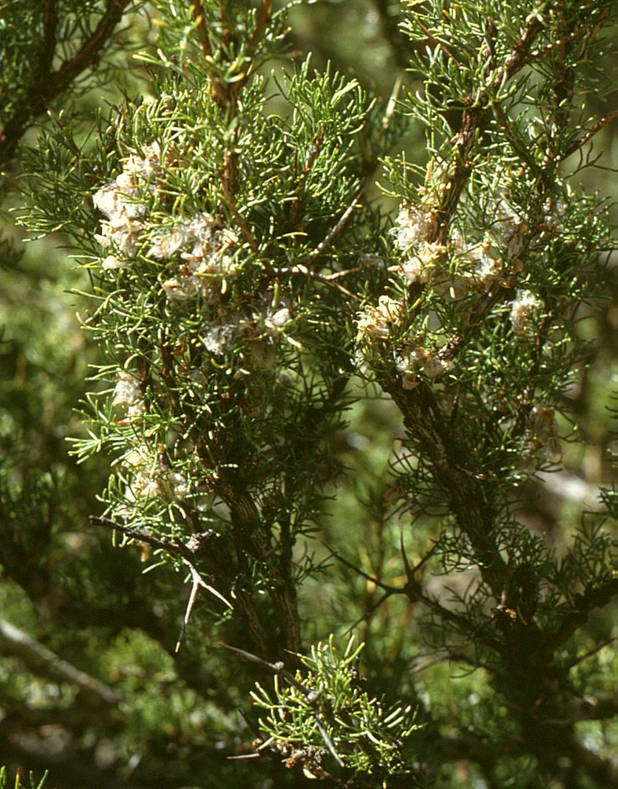 Adesmia pinifolia: Adesmia pinifolia , Hülsenfrüchtler (Fabaceae), Schmetterlingsblütler (Faboideae) - Argentinien/Argentina, Paso de Uspallata, Puente del Inca, ca. 2700 m s.m.