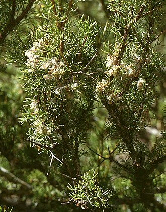 Adesmia pinifolia: Adesmia pinifolia , Hülsenfrüchtler (Fabaceae), Schmetterlingsblütler (Faboideae) - Argentinien/Argentina, Paso de Uspallata, Puente del Inca, ca. 2700 m s.m.