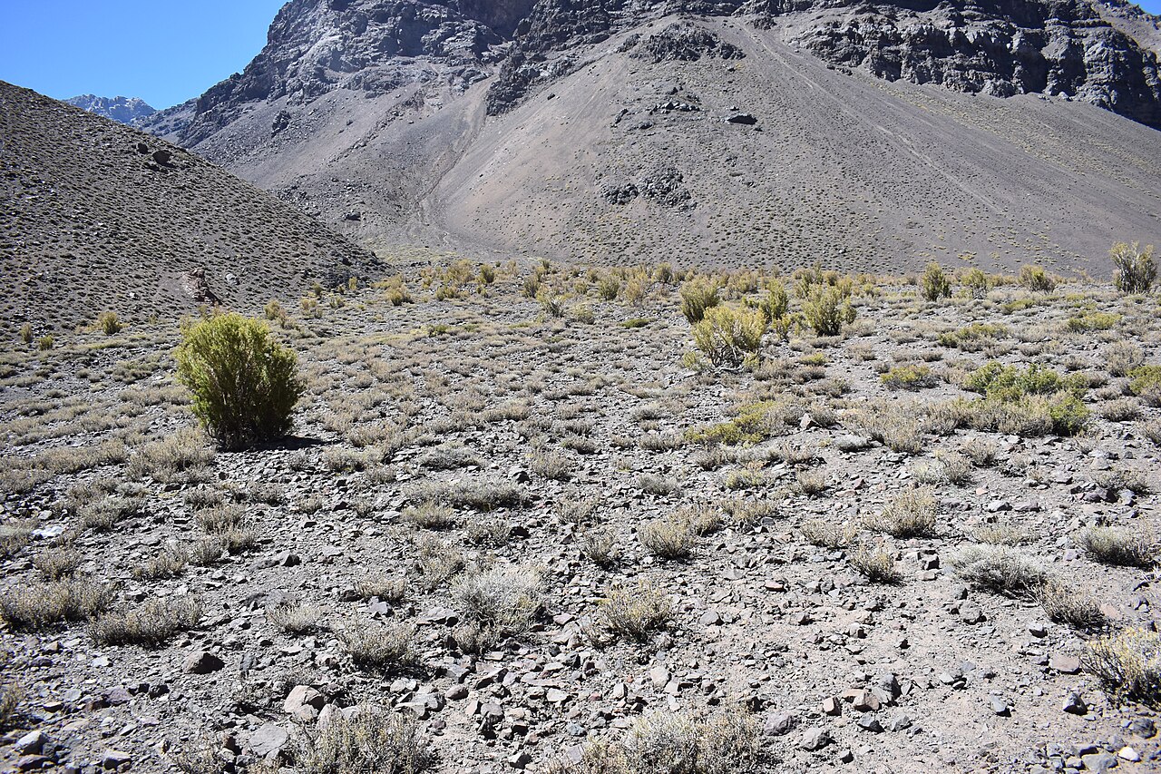 Adesmia pinifolia: Especie endemica de la Región Metropolitana y Valparaíso. Cordillera de Los Andes sobre 2700 m.s.n.m.
