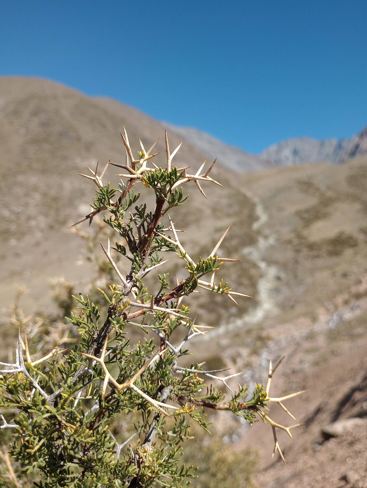 Adesmia pinifolia: Planta leñosa perteneciente a la familia de las fabáceas.