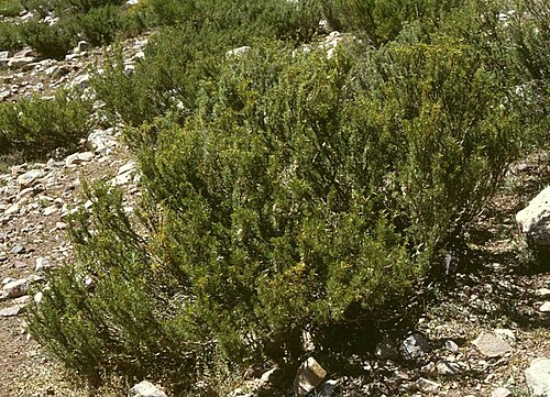 Adesmia pinifolia: Adesmia pinifolia , Hülsenfrüchtler (Fabaceae), Schmetterlingsblütler (Faboideae) - Argentinien/Argentina, Paso de Uspallata, Puente del Inca, ca. 2700 m s.m.