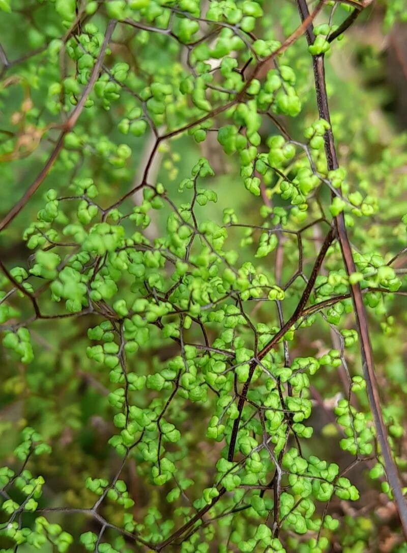 Adiantopsis dichotoma (Adiantopsis dichotoma)