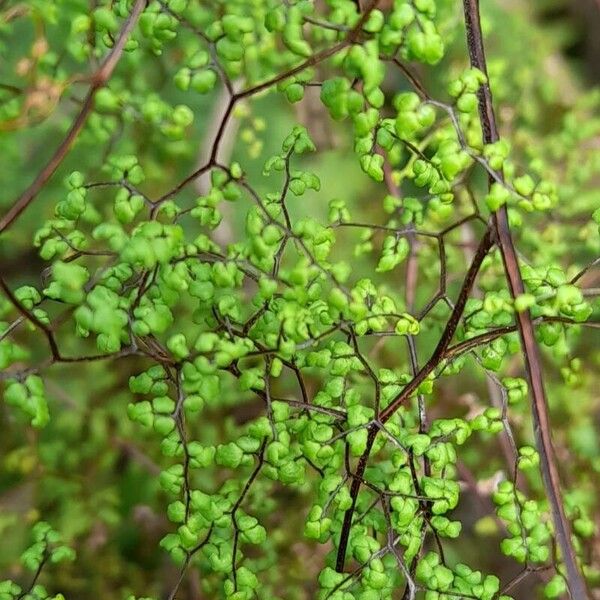 Adiantopsis dichotoma (Adiantopsis dichotoma)