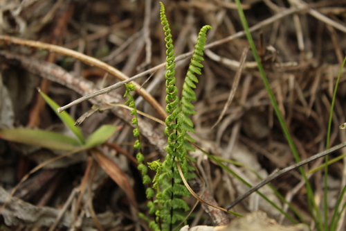 Adiantopsis lindigii (Adiantopsis lindigii)