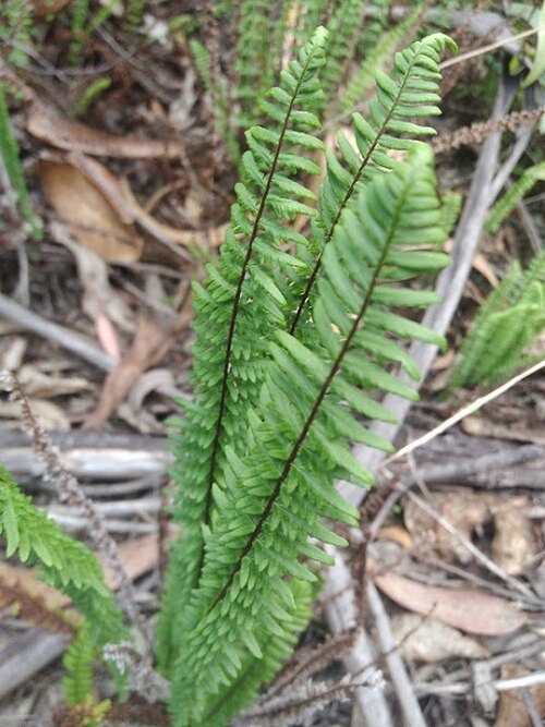 Adiantopsis lindigii: Adiantopsis lindigii. Species of plant.