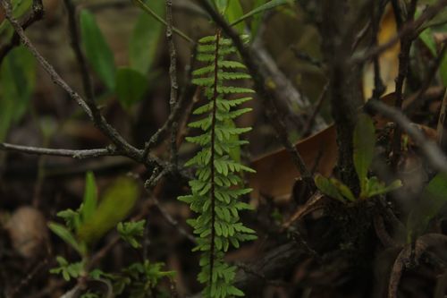Adiantopsis lindigii (Adiantopsis lindigii)