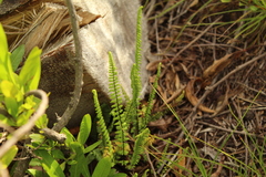 Adiantopsis lindigii (Adiantopsis lindigii)