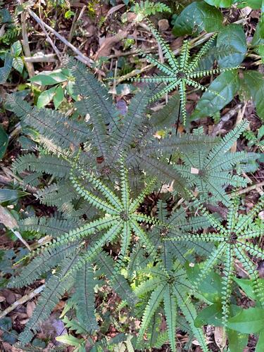 Adiantopsis radiata (Adiantopsis radiata)