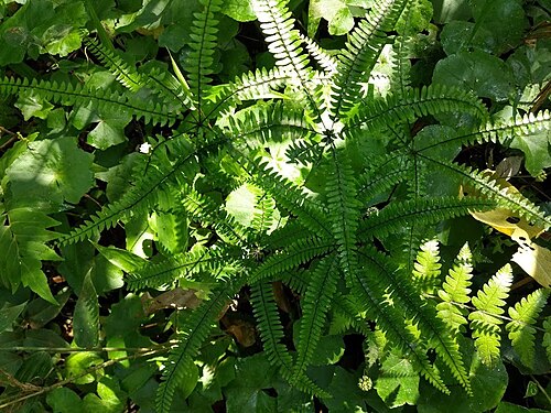 Adiantopsis radiata: Adiantopsis radiata