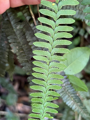 Adiantopsis radiata (Adiantopsis radiata)