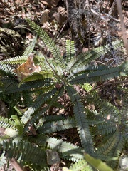 Adiantopsis radiata (Adiantopsis radiata)