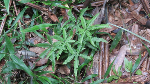 Adiantopsis radiata (Adiantopsis radiata)