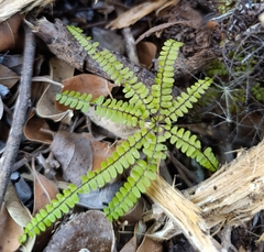 Adiantopsis radiata (Adiantopsis radiata)