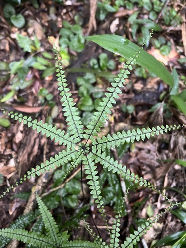 Adiantopsis radiata (Adiantopsis radiata)