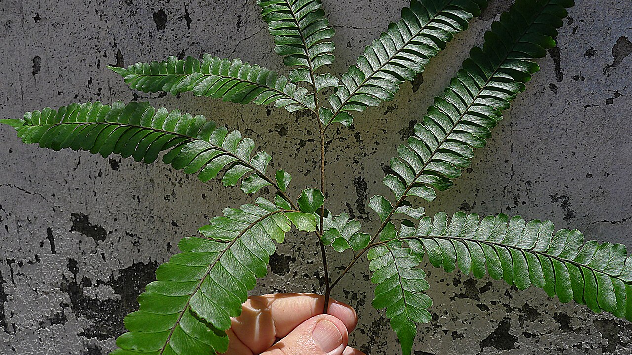 Adiantum abscissum: Adiantum abscissum Schrad.