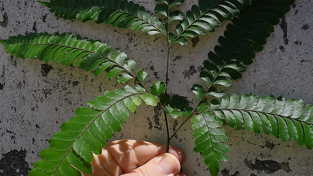 Adiantum abscissum: Adiantum abscissum Schrad.