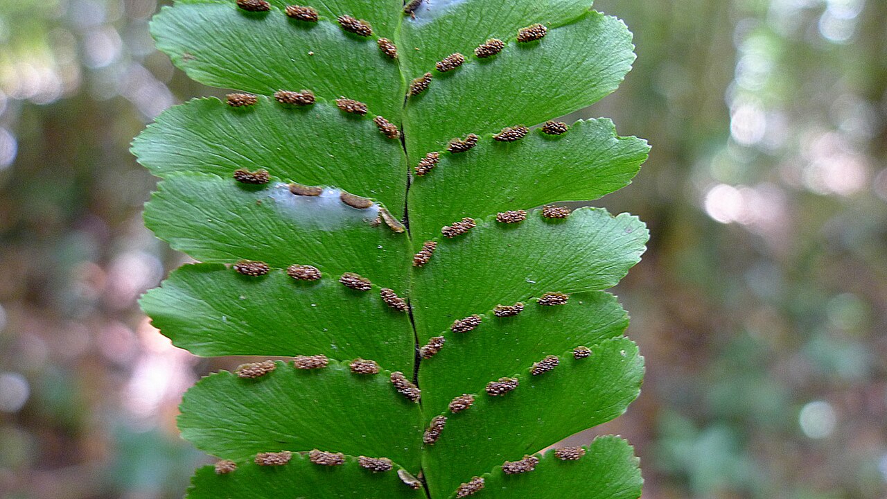 Adiantum abscissum: Adiantum abscissum Schrad.
