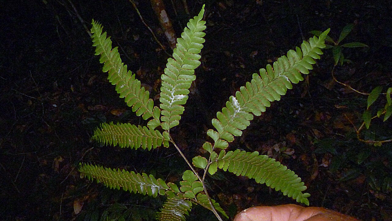 Adiantum abscissum: Adiantum abscissum Schrad.