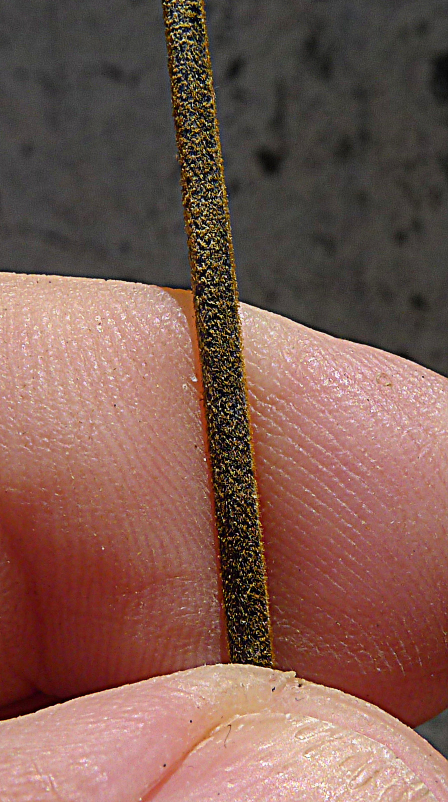 Adiantum abscissum: Adiantum abscissum Schrad.