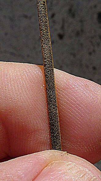 Adiantum abscissum: Adiantum abscissum Schrad.