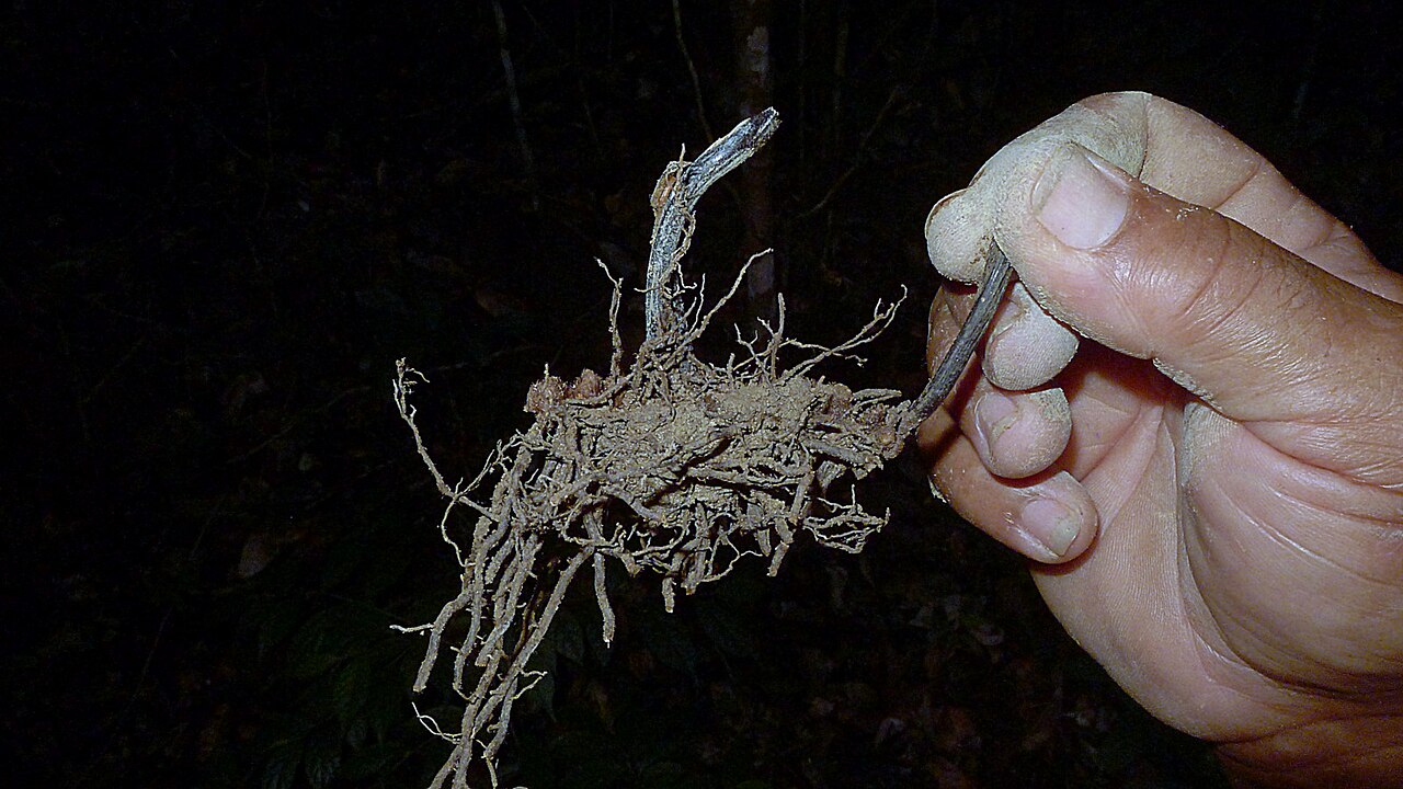 Adiantum abscissum: Adiantum abscissum Schrad.