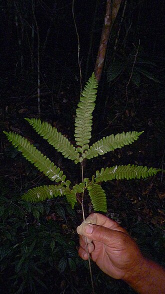 Adiantum abscissum: Adiantum abscissum Schrad.