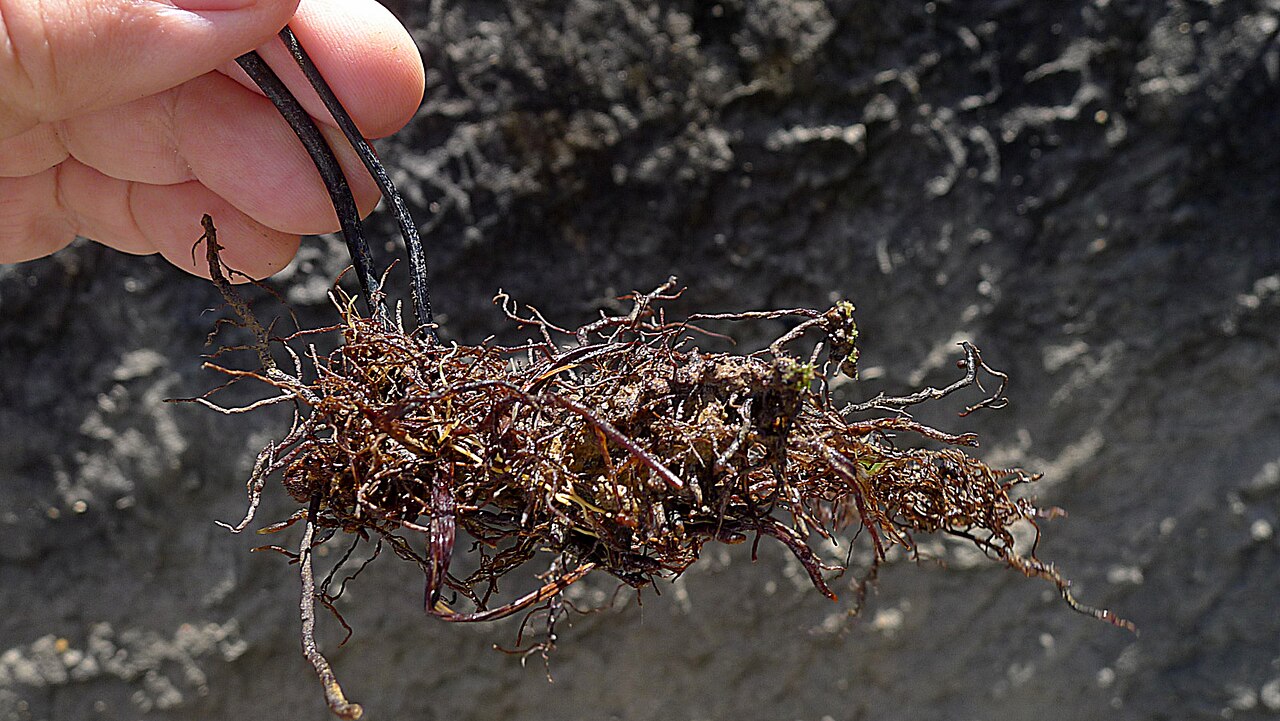 Adiantum abscissum: Adiantum abscissum Schrad.