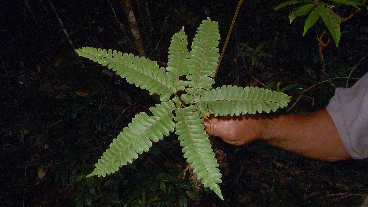 Adiantum abscissum: Adiantum abscissum Schrad.